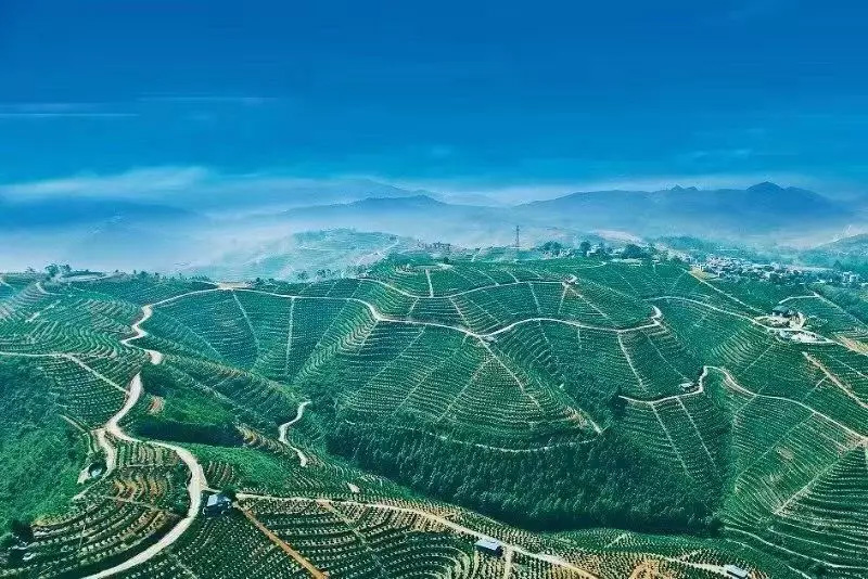 沃柑梯田