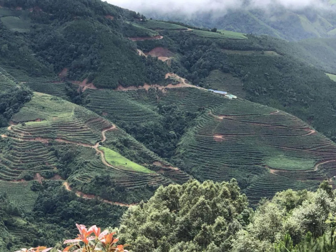 在半山腰的沃柑园